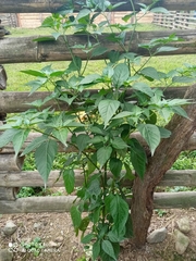 Capsicum frutescens