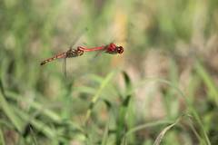 Sympetrum darwinianum