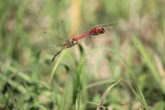 Sympetrum darwinianum