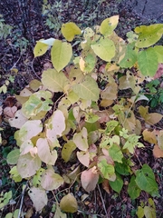 Reynoutria × bohemica