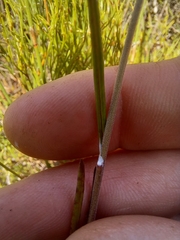 Aspidoglossum gracile