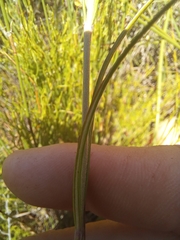 Aspidoglossum gracile