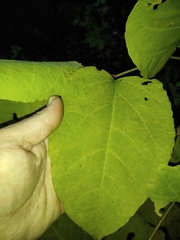 Reynoutria × bohemica