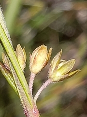 Aspidoglossum gracile