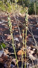 Spiranthes incurva
