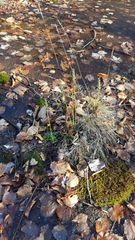 Spiranthes incurva