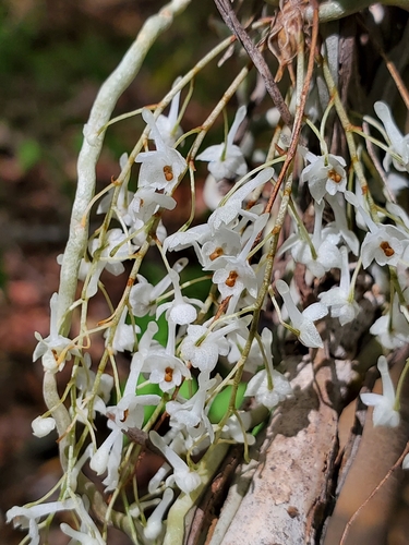 Microcoelia perrieri
