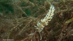 Phyllodesmium