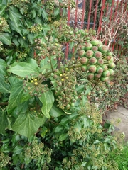 Hedera helix
