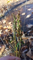 Spiranthes incurva