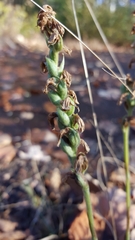 Spiranthes incurva