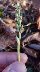 Spiranthes incurva