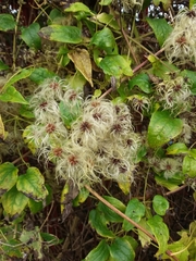 Clematis vitalba