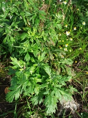 Artemisia vulgaris