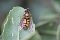Syrphus octomaculatus
