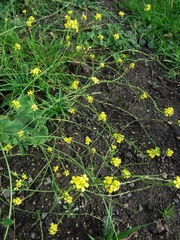 Brassiceae
