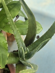 Aloe vera vera