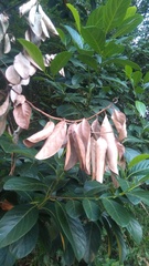 Artocarpus heterophyllus