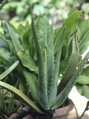 Aloe vera vera