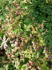Geranium robertianum