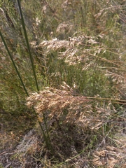 Pentameris densifolia