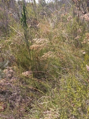 Pentameris densifolia