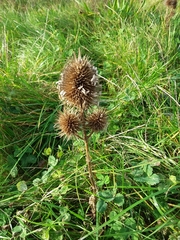 Dipsacus fullonum