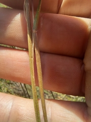 Pentameris densifolia