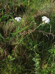 Achillea millefolium