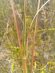 Pentameris densifolia