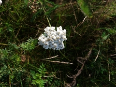 Achillea millefolium