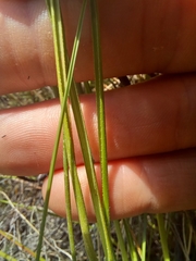 Pentameris densifolia