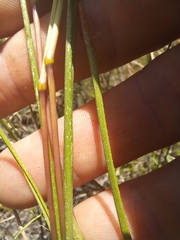 Pentameris densifolia