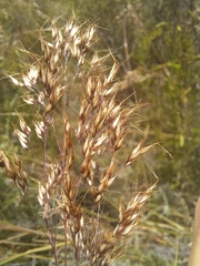 Pentameris densifolia