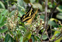 Heraclides thoas brasiliensis