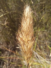 Pentameris curvifolia
