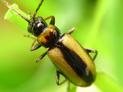 Calomicrus circumfusus