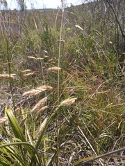 Pentameris curvifolia