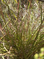 Pentameris curvifolia