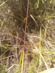 Pentameris curvifolia