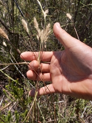 Pentameris curvifolia