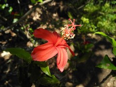 Hibiscus clayi