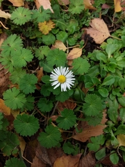 Bellis perennis