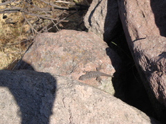 Sceloporus torquatus
