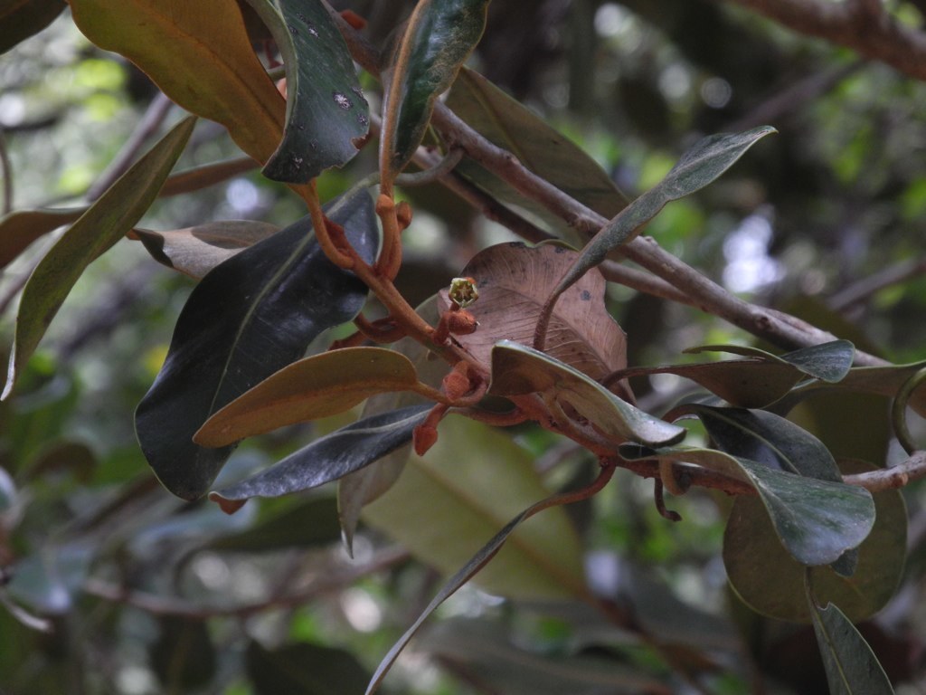 Planchonella sandwicensis