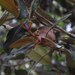 Planchonella sandwicensis - Photo 由 Oscar Johnson 所上傳的 (c) Oscar Johnson，保留部份權利CC BY-NC-ND
