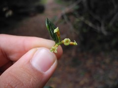 Alyxia stellata