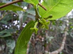 Wikstroemia