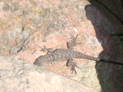 Sceloporus torquatus