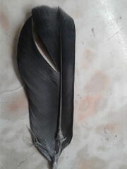 Columba livia domestica